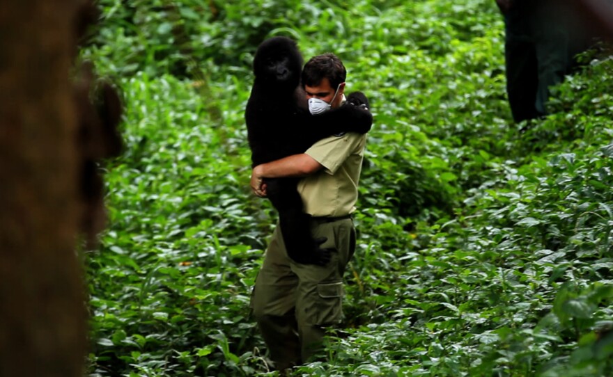 Chief warden Emmanuel de Merode calls Virunga "the greatest park on Earth" for its remarkable diversity, including rare mountain gorillas.