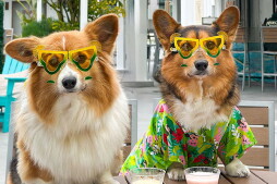 Yappy Hours