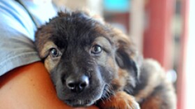 A shelter dog at the Helen Woodward Animal Center.