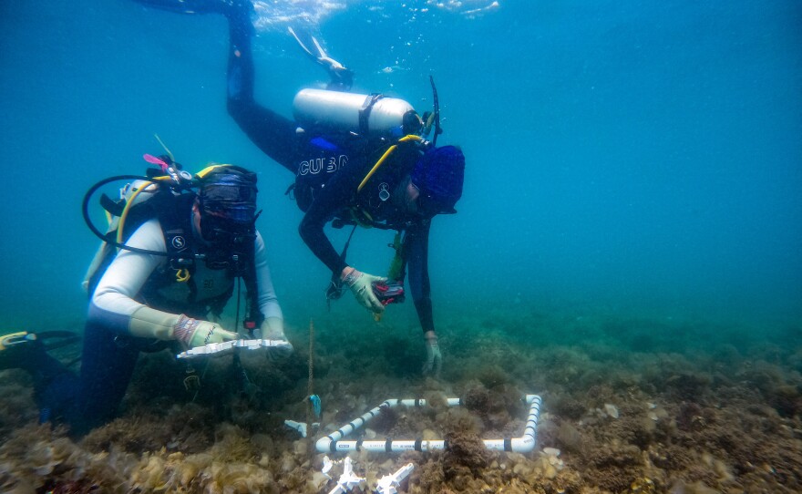 The corals developed at AIMS are being tested in the ocean, placed by divers on the central Great Barrier Reef as part of a large field trial.
