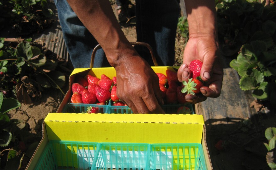 A field worker fills a box of strawberries in Watsonville, Calif. Berry pickers say they're earning less money this year. Because of the drought, there's less fruit to pick, and the fruit that is there is smaller, which means it takes longer to fill a box. Pickers are paid by the box.