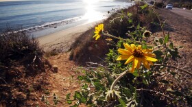 Flowers frame one of the steep, rugged access trails to Dan Blocker Beach in the Corral Beach area of Malibu, Jan. 12, 2012.