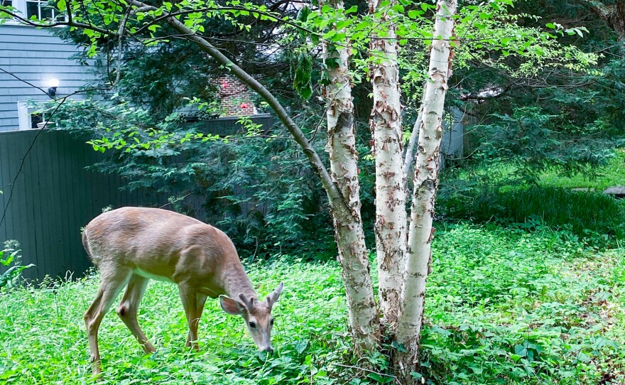 Although researchers aren't sure how deer initially became infected with SARS-CoV-2, the animals do have close proximity to humans in many areas — as well as to other animals known to harbor the virus.