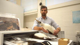 Ryan Terrill is the San Diego Natural History Museum's new curator of ornithology. On Tuesday, Oct. 20, 2026, he showed a Nazca booby, a large seabird, from the department’s collection.