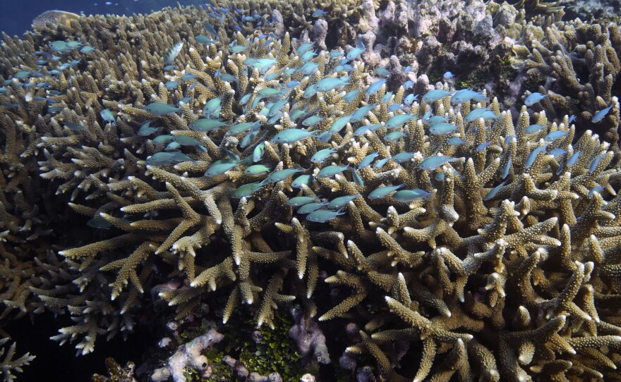 A school of fish swim above corals on Moore Reef in Gunggandji Sea Country off the coast of Queensland in eastern Australia on Nov. 13, 2022. United Nations members gather Monday in New York to resume efforts to forge a treaty to safeguard the world's marine biodiversity.