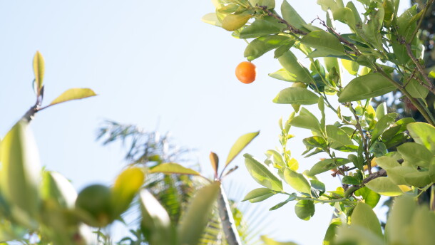 Calamansi fruits grow in Alfonso Villamora's Spring Valley backyard. Photo taken June 7, 2026.