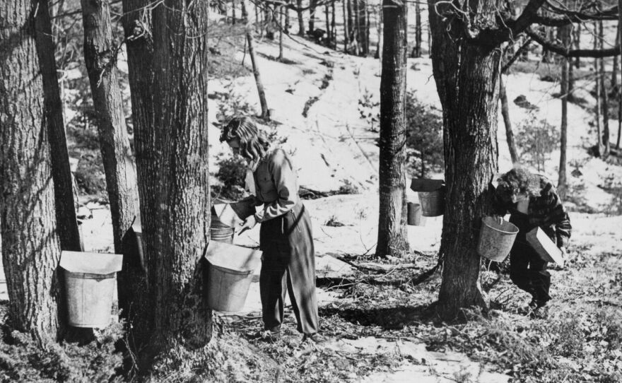 Women collect sap in 1943. The pioneers learned from Native Americans to tap mature trees. Turns out, young trees produce sap, too.