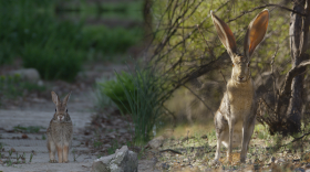 Split screen comparison to show the difference in size between rabbits and hares.