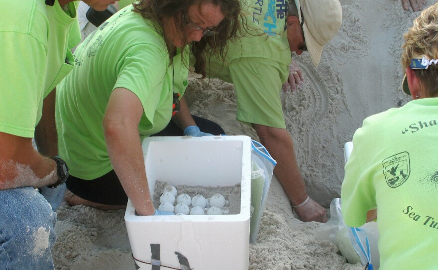 Volunteers in 2010 dug up sea turtle nests on an Alabama beach. They moved the eggs from harm's way as oil from the BP oil spill headed for the Gulf Coast. The nests were relocated to the Atlantic coast of Florida.