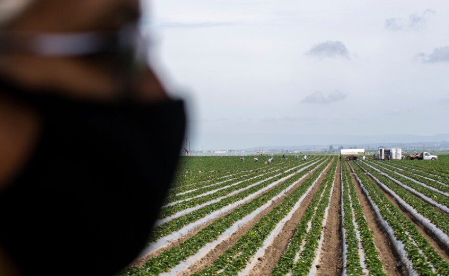 An essential worker wearing a face mask stands in a field of strawberries. In the distance, more workers pick on May 2, 2020.