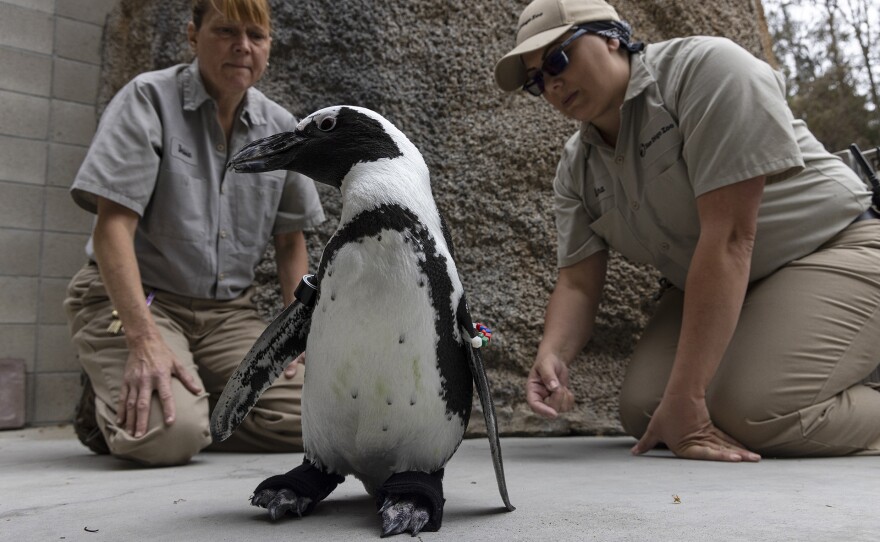 Lucas the penguin showing off his new orthopedic kicks on Aug. 26, 2022.