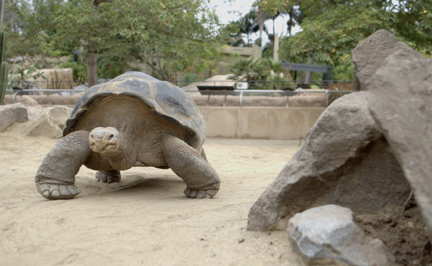 Emerson, a 440-pound Galapagos tortoise, walks through his enclosure at the San Diego Zoo for the final time, Aug. 28, 2014. 