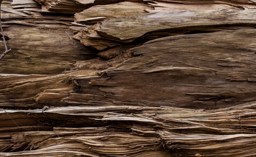 A felled, dead hemlock tree found amidst an old growth hemlock forest.