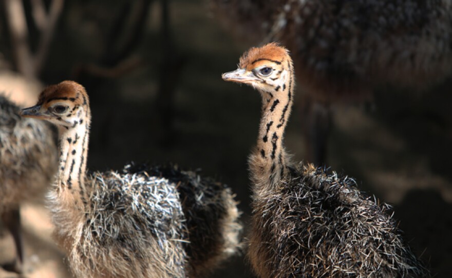 Two ostrich chicks