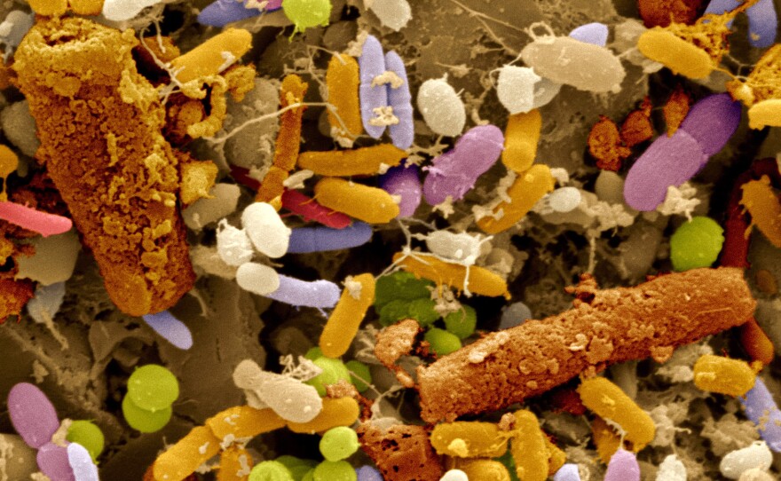 Feces contain digested food residue and a wide variety of microorganisms, mostly bacteria, that are adapted to life in the intestines. The gases the microbes produce could help doctors and scientists track and understand changes related to health.