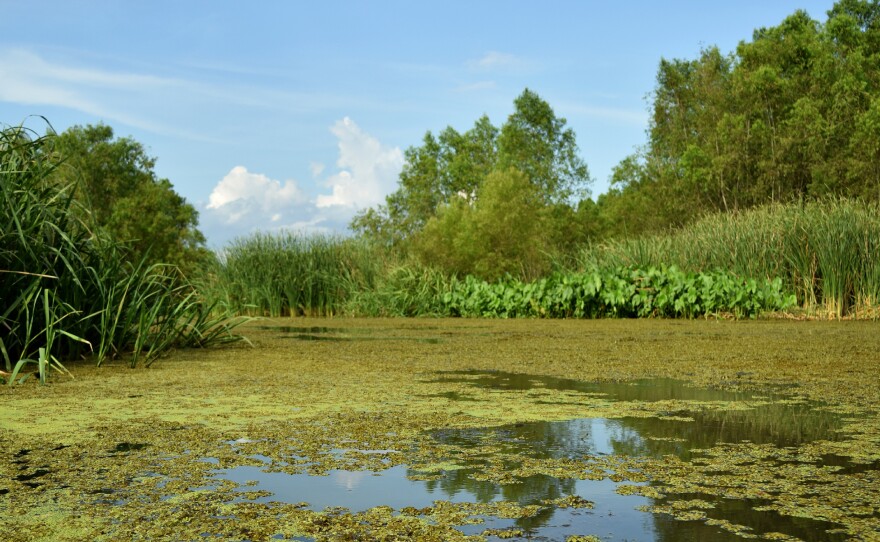In the past decade, freshwater and sediment diverted from the nearby Mississippi River have turned what once was an open bay into a thriving wetlands area. Local environmental groups have planted thousands of cypress trees, attempting to create a marsh that will help absorb storms that pass through.