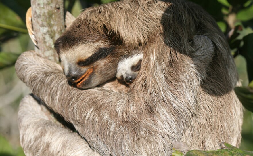 A mother sloth surrounds her young offspring, Panama.