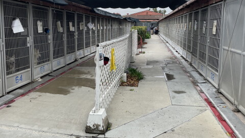 Dog kennels at the San Diego County animal shelter in Bonita with water runoff after a worker cleaned them with a hose on June 3, 2025.