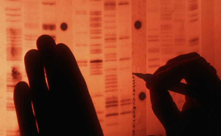 A scientist labels each protein in the radio nucleotide sequence of human genes to create a unique DNA profile.