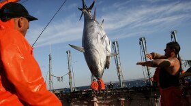Fisherman haul in tuna in Zahara de los Atunes, southern Spain, in May 2006. The International Commission for the Conservation of Atlantic Tunas put a lower cap on bluefin tuna catches next year.