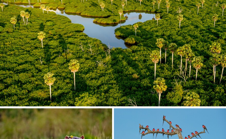 (Top) Stately Borassus palms rise from swamps between the Rufiji River and the northern lakes. (Bottom left) Hippos in the Selous often spend their entire day semi submerged in pans where the water hyacinth helps to protect their thick but sensitive skin from the sun. (Bottom right) The Northern carmine bee-eater is a beautiful and gregarious seasonal visitor to the Selous.