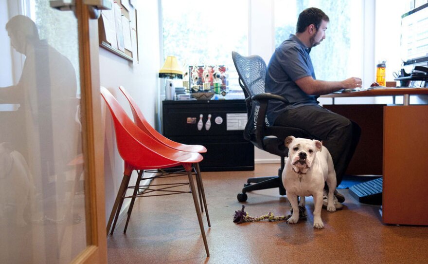 Ginger, an English bulldog, comes to work each day with Will Pisnieski. She's one of several dogs who are regular fixtures at dog-friendly Authentic Entertainment in Burbank, Calif.
