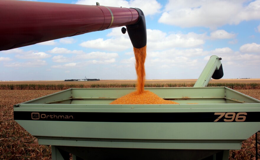 Corn and cattle bring money into Hoxie, Kan., and they're both built on water. When there's not enough rainfall, farmers must rely on groundwater.