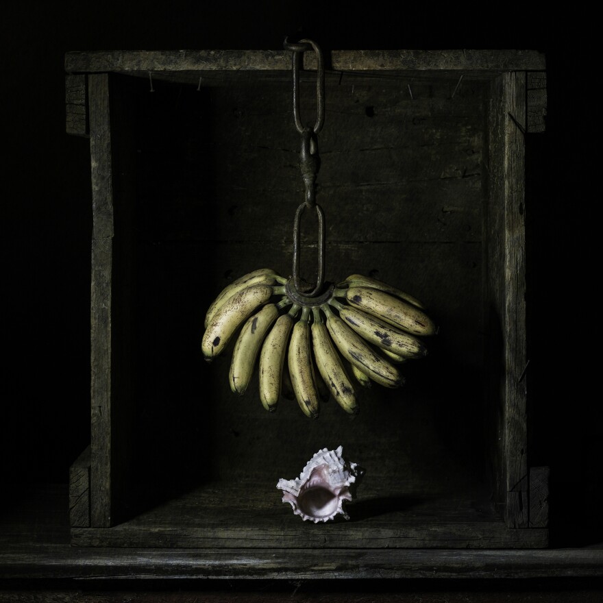 A large bunch of ripened bananas hangs on a thick chain from a wooden frame. The bananas are suspended over a pink and white conch shell. 