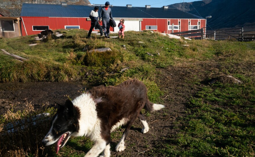 Panu and the farmhands follow one of the border collies from the barn towards the Nielsen house after the sheep are settled in.