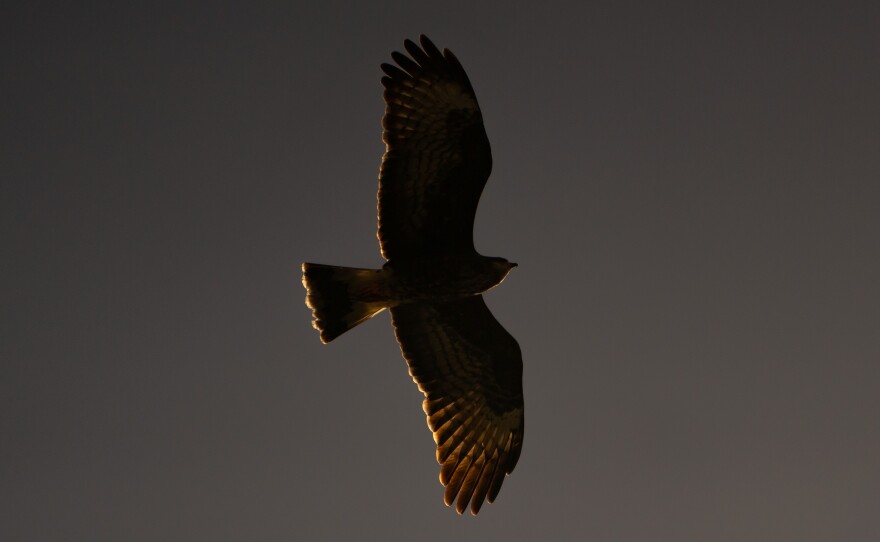 A female Snail Kite soars above Lake Okeechobee in Moore Haven, Fla. on February 10, 2023.