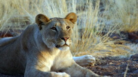 A young lioness in the Namib Desert on Africa's wild and forbidding Skeleton Coast.