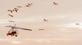 For 15 years, biologists in single-person, ultralight aircraft would each lead an experimental flock of young whooping cranes from Wisconsin to a winter home in Florida. But not anymore.