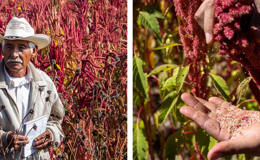 (Left) Farmer Adolfo Lopez of San Andrés Zautla, Oaxaca, is an amaranth grain and leaf producer. (Right) The amaranth varietal Nutrisol grows in a field in Mixteca Alta, Oaxaca.