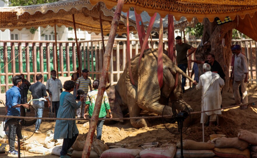 In mid-April, she fell into her concrete pool — she had to be winched out with a crane.