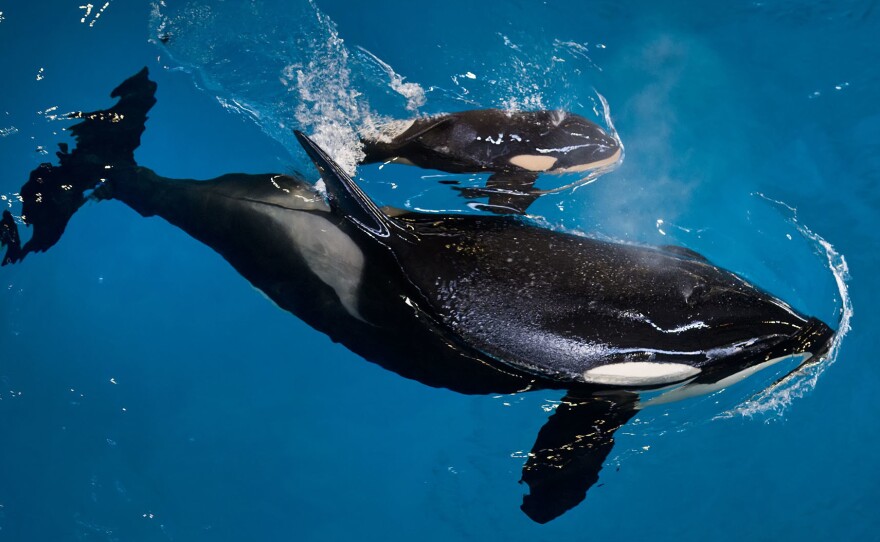 Mother Takara with her as-yet-unnamed newborn at SeaWorld San Antonio.