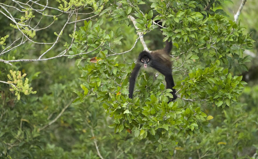 A spider monkey near Uaxactun, Guatemala.