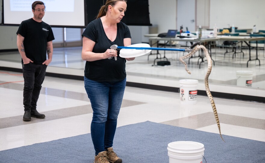 Phoenix Herpetological Society rattlesnake class attendee Kirsten Reyes of Tucson holds a gopher snake. Reyes came to learn how to relocate snakes she might find at her home.