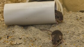 Pacific pocket mice, which make their homes underground, are about to be relocated into an area of Laguna Coast Wilderness Park in California, June 7, 2016. 