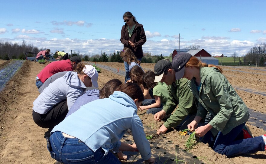 About 30 CSA members volunteered to plant Kent Family Growers' onion crop in upstate New York.