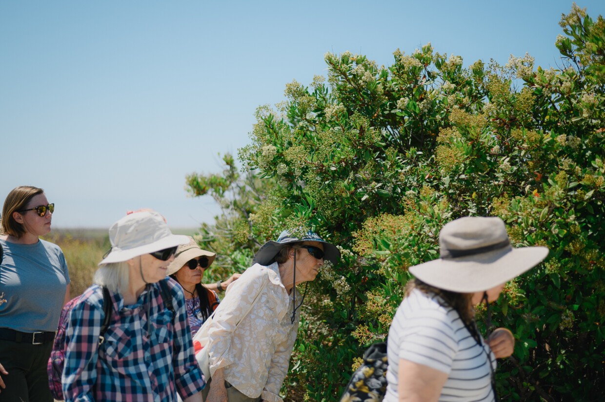 Attendees smell the blooms of a toyon tree as volunteer docent Ron Peterson leads his tour, “An Eye-Opening Experience Without Sight,” through the Tijuana River Estuary in Imperial Beach, California on August 3, 2024. Peterson lost his sight to glaucoma four years ago and has begun leading a tour of the estuary guided by the other senses.