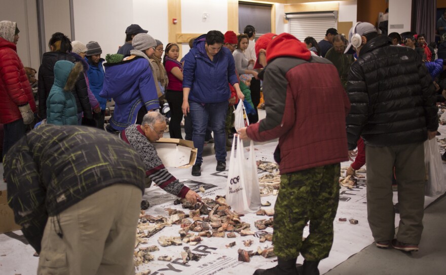 Residents of Arctic Bay gather in the Community Hall for a feast of narwhal muktuq — that's the layer of skin and fat that's high in vitamin C. All are welcome to come with grocery bags and take what they need for their families.