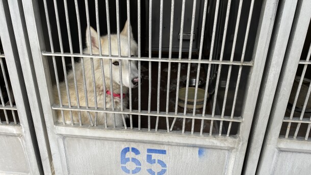 A dog in a kennel at the San Diego County animal shelter in Bonita on June 3, 2025.
