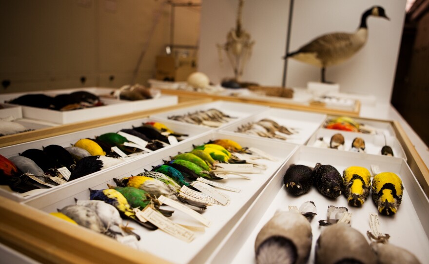 A small portion of the bird collection at the Smithsonian Natural History Museum.