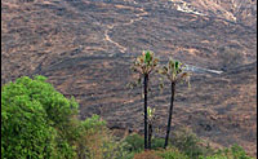Wildfires have scorched the vegetation scorched from the hillsides, exposing some of the hiking trails used by illegal immigrants in San Diego County near the Mexico border.