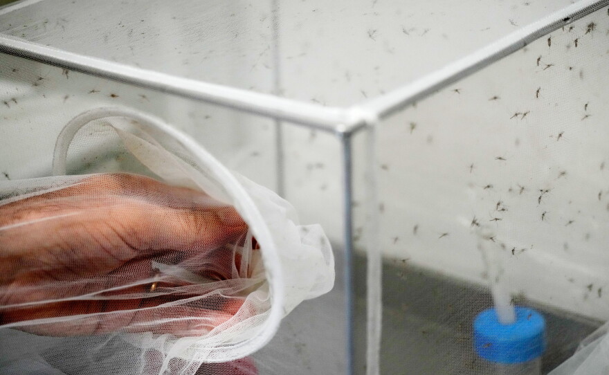 Francesco Severino, a senior researcher in medical entomology, places a net over a cage containing mosquitoes inside a laboratory at the Italian National Institute of Health in Rome, Friday, Sept. 18, 2026.