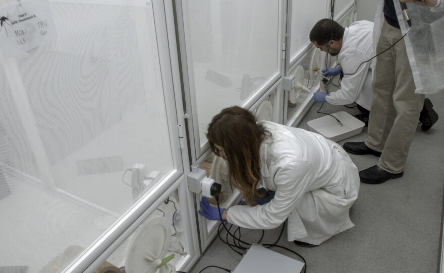 Technicians add modified mosquito pupae and warm cow's blood to large cages of unmodified mosquitoes to start the yearlong experiment.