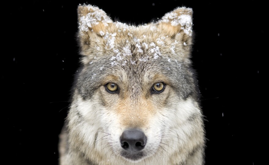 The Mexican gray wolf, a subspecies of the common wolf, recently faced extinction, with only a small wild population remaining in Mexico. Now thanks to breeding, and reintroduction efforts, its numbers are increasing in the United States as well.