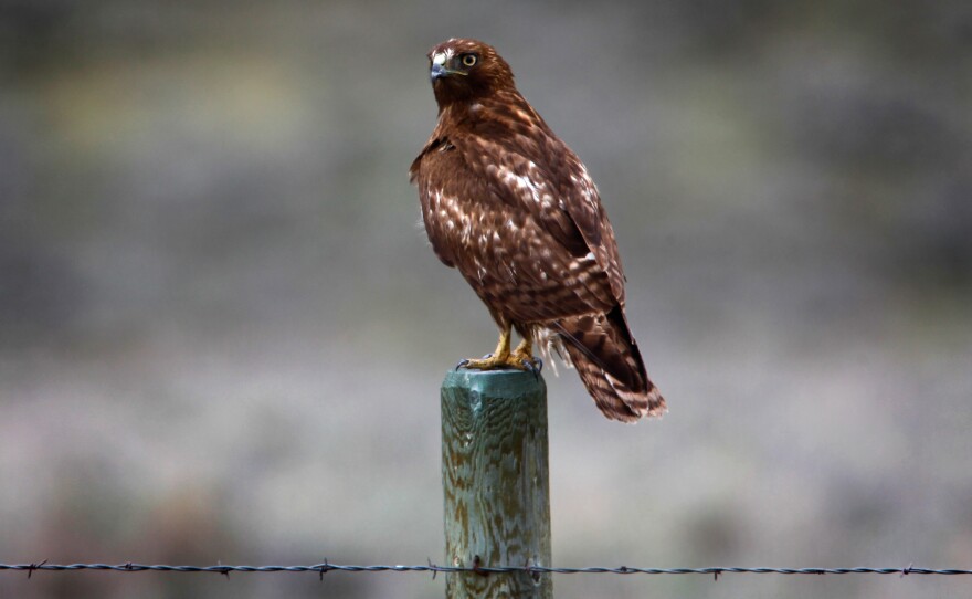 A juvenile red-tailed hawk perches above a barbed wire fence. Humans, fences and birds of prey threaten sage grouse survival.