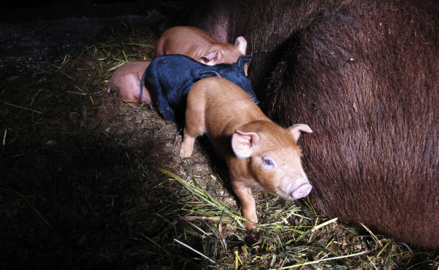 Week-old piglets are staying warm in the old wooden barn at Stillman's farm in Hardwick, Mass.