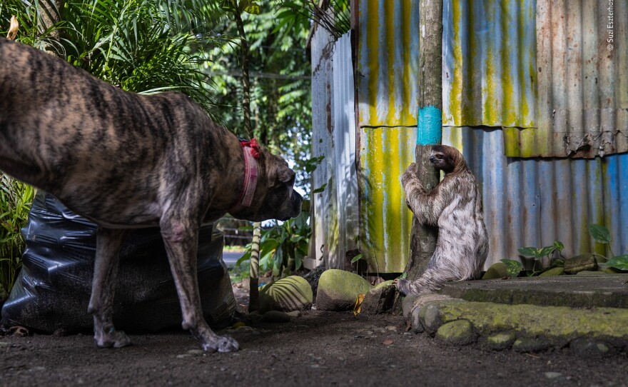 <em>Sloth dilemma.</em> Tasty Waves Cantina, Puerto Viejo de Talamanca, Costa Rica. Sloths live in trees and rarely descend to the forest floor. With increasing habitat loss, they are forced to make vulnerable journeys across urbanized areas to find food, suitable habitats and mates.